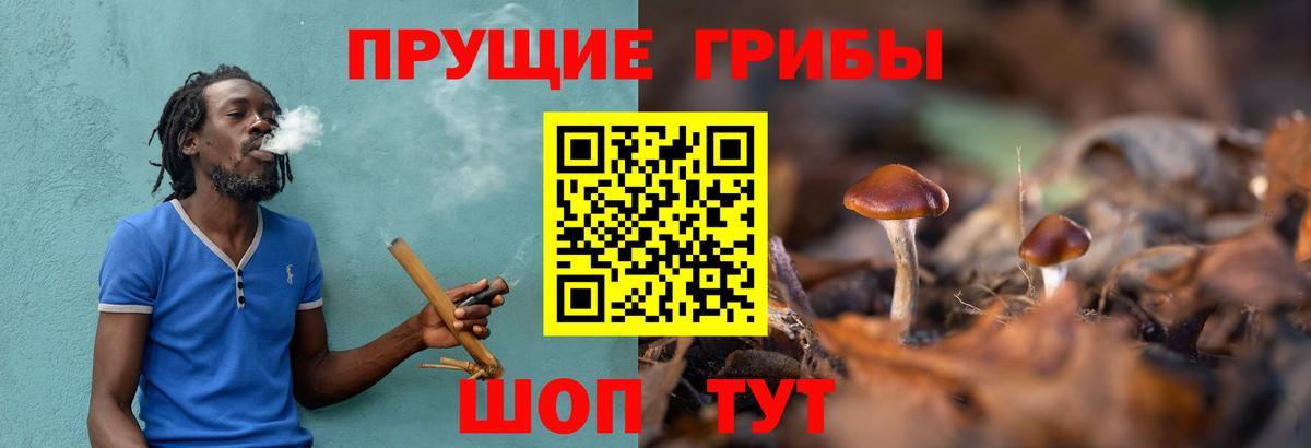 Псилоцибиновые грибы Psilocybe Пятигорск